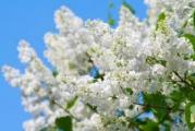 nisko prelepo drvo mirisnih cvetova bele boje cveta u maju