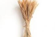 suvo klasje pšenice u buketu od oko 30cm pogodno za zimsku dekoraciju