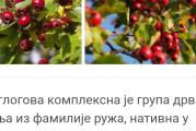 Višegodišnje listopadno trnovito drvo ili žbun
Radja crvene bobičasto plodove koji su vrlo zdravi za srčane bolesti