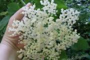 niski žbun -cveta belim mirisnim cvetovima skupljeni u cvast na kraju stabljike vrlo je lekovita i koristi se za prehlade a bobice su pogodne za pravljenje sokova koji su izuzetno lekoviti za čišćenje organizma od štetnih materija 