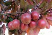 drvo crvenih listova i plodova jestivog i vrlo ukusnog ploda može se ssaditi kao voće i kao ukrasno drvo po parkovima