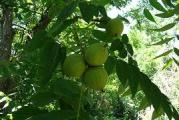 visoko drvo vrlo jestivih plodova koji se koriste u kulinarstvu,drvo se moze koristiti za preradu i ogrev