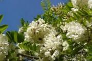 visoko drvo koje vrlo brzo raste,cveta belim grozdastim cvetovima u aprilu maju,listovi su mu dekorativni perasti lepe zelene boje mlade grane su trnovite inače je vrlo medonosna ,sadnica je dobro ožiljena u kontejneru pa se može saditi u bilo kom godišnjem dobu inače dobro podnosi orezivanje pa se može oblikovati po želji