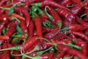 vrlo ljute papricice intezivne crvene boje pogodne za ostavljanje u tegli kao kisele papricice a mogu se i susiti i mleti kao ljuta aleva paprika