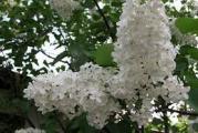 nisko drvo ili bun listopadna cvetnica cvetovi su klasasto beli vrlo mirisniđcveta u proleće 