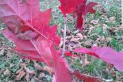 Prelep višegodišnji hrast crvenih listova koji dugo ostaju na drvetu duboko u zimu pa je tada i vrlo dekorativan
