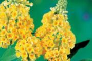 Niski višegodišnji žbun cveta žutim klasatim cvetovima 
Biljka je vrlo otporna i voli vodu