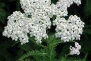 višegodišnja lekovita biljka belog cveta otporna i na sušu i na hadnoću 