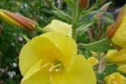 dvogodišnja visoko cvetna perena 
čije je seme veoma lekovito i zdravo 
cveta žutim zvonastim cvetovima koji cvetaju dugo  cvetajući naizmeično na dugoj stabljici 