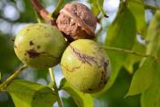 višegodišnje listopadno drvo krupnih listova krošnje široke raste vrlo visoko radja plod orah čije jezgro se koristi u ishrani i vrlo je zdravo za organizam