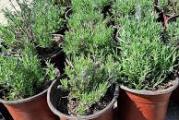 u paketu su tri sadnice (ruzmarin,lavanda i majčina dušica)
sadnice su u saksijicama 
mogu se odmah presaditi u veće saksije 
koristi se kao začin i kao čaj 
