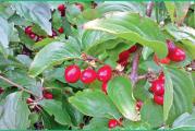 višegodišnje listopadno drvo vrlo otporno plodovi vrlo zdravi i ukusni za sok ili dzem
Vrlo su lekoviti