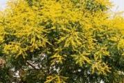 vrlo lepa niska listopadna biljka nižeg rasta podnosi orezivanje cveta medonosnim klasastim žutim cvetovima a u jesen prepuna malim lampionima u kojima su smeštene semenke
