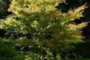 vrlo lepo drvo svetlo zelenih perastih listova koji u jesen dobijaju zlatno žutu boju plodovi su leptiraste semenke pogodno je za gradsku sredinu,mlade grane su glatke i sivo sjajne