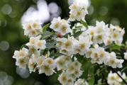 Niski višegodišnji žbun
Cveta zvonasti belim. Mirisnim cvetovima
Višegodišnja