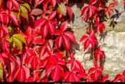 vrlo lepa listopadna puzava biljka koja se vrlo brzo razvija otporna na sve uslove  listovi u jesen crveni plod je crna bobica koja je vrlo dekorativna kada list opadne