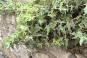 visegodisnja zimzelena biljka polegle forme pogodna za pokrivanje zidova i ograda