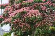 ukrasno drvo niže forme krošnje oblik kišobrana sveta rozim pahuljastim mirisnim cvetovima celog leta a listovi se uveče skupljaju 
dobro podnosi sušu a i nisku temperaturu 