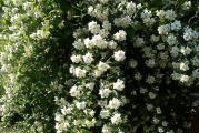 niže drvo ili žbun cveta belim zvonastim cvetovima sakupljenim u gomilice  mirisan je i dugo traje
sadnice su dobro ožiljene i imaju oko 60cm 