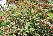 Nanking višnja (Prunus tomentosa) je vrsta roda Prunus poreklom iz severne i zapadne Kine, uključujući Tibet, Koreju, Mongoliju i Severnu Indiju. Ima vekovnu tradiciju gajenja u istočnoj Aziji zbog svojih cvetova i plodova. Na Britanska ostrva introdukovana je 1870. Plod je jestiv kao stono voće, ili se koristi kao dodatak sokovima, džemovima i vinu. Gaji se i kao ukrasna biljka koja daje mogućnosti rezidbe u vidu bonsai, dvokrake kordunice, stubaste ili patuljaste forme. Pogodna je za gustu sadnju u cilju formiranja žive ograde. Plod je crvene boje, sladak sa plemenitom oporošću, 5–12 mm u prečniku, a sazreva krajem juna meseca. Voli osunčana mesta, otporna je na sušu, niske temperature i bolesti. Po svim karakteristikama se uklapa u koncept organske proizvodnje voća. Izdrži niske temperature u toku zime, bez zaštite snežnog pokrivača, i do -40ºC. 
  U ponudi dvogodisnje sadnice visine oko 60 cm.