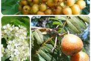 Oskoruša (sinonimi: Skorš, Oskorš, Skurš, Skruš, Skoruša) – latinskog imena (Sorbus domestica), kod nas je vrlo rijetko drvo, izvanredno tvrda i žilava, pa su ga naši preci upotrebljavali za izradu raznih kotača i zupčanika za vodene mlinove, za izradu okretnih osi tzv. svijeće kamenih utega
preša za grožđe te zbog lijepog dekorativnog drveta upotrebljivanog u stolarstvu. Nekada je bilo poželjno da je stablo oskoruše uspijevalo na svakom domaćinstvu, jer ljekovitost plodova, posebno sušenih, koji su se kuhali za ljekovite čajeve, za mljeveno brašno koje se je dodavalo u kruh, kompot od suhih plodova oskoruše, miješan sa drugim voćem je posebnog okusa.
Oskoruša je prilagodljiva za različita podnebja, prilagođava se na zapuštena i suha zemljišta;
jedino je važno da ima dovoljno svjetlosti, a otporna je na sušu i niske temperature. Deblo joj je ravno i prekriveno sa tankom sivo-smeđom korom; koja je raspucana i vrlo slična deblu kruške. Krošnja oskoruše je okruglasta ili piramidasta oblika, razgranata, glavne grane su snažno uspravne, a sa strane na krajevima su više vodoravne. Listovi su neparni (pernati) i sastavljeni od 13 do 21 streličastih dlakavih listića. Pupovi i cvjetni i lisni su poludugi, zašiljeni, ljepljivi, te pokriveni sa nježnim dlačicama, lišce i stablo je lijepo i dekorativno i može nam služiti kao voćno i ukrasnu drvo. Stabla oskoruša su rasla na svakom seoskom dvorištu i bila su hrana i lijek, naših predaka, jer u staroj Austro-Ugarskoj državi je vladarica Marija Terezija imala zapovijest da se mora zasađivat oskoruša, tepka i jabuke bobovac, carjevič, kanada, mošancel i druge, zbog gladi i zdravije prehrane dijece i pučanstva. Oskorušia je jako cijenjena u Francuskoj i Njemačkoj, gdje je vrlo tražena u prehrambenoj industriji, te se uzgaja u nasadima, a upotrebljava se za izradu voćnog vina i soka. Naši preci su takoder sok od oskoruša dodavali voćnom moštu, 