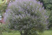 Za šta se upotrebljava konopljika?
KONOPLJIKA (Vitex agnus castus) se naziva i divlji biber ili drvo čednosti, jer su je koristili monasi za smanjenje seksualnog nagona, zbog uticaja na hormonski status. Primenjuje se preko 2500 godina za regulaciju menstrualnih poremećaja, a naučna istraživanja potvrđuju ovakvo dejstvo.

Plod konopljike se koristio prvenstveno za regulaciju menstruacije i za smanjenje libida kod žena i muškaraca, a još ga je Hipokrat opisao u 4. veku pre Hrista. Ekstrakt ploda konopljike je odobren za regulaciju menstrualnog ciklusa, PMS-a i bolova u dojkama od strane nemačke komisije E.

Osim kod PMS-a, konopljika se koristi i kod simptoma u menopauzi, često se koristi u kombinaciji sa žalfijom za valunge – napade vrućine koji se javljaju u menopauzi. Primenjuje se kod neplodnosti izazvane poremećajima u lutealnoj fazi (skraćenje post-ovulatornog dela menstrualnog ciklusa), u tom slučaju počinje da daje rezultate posle tri meseca upotrebe.

Kako deluje konopljika?
Mnogi menstrualni problemi su povezani sa smanjenom proizvodnjom progesterona u drugoj fazi menstrualnog ciklusa, koji se naziva i lutealna faza. Usled nedostatka progesterona u ovoj fazi menstrualnog ciklusa dolazi do dominacije estrogena, pa se javlja skraćenje tog perioda ciklusa. Skraćena lutealna faza sa previše estrogena i nedovoljno progesterona dovodi do različitih problema kod žena: obilne menstruacije, prečeste menstruacije ili potpuni izostanak iste. Još jedan hormon, prolaktin (hormon koji utiče na mlečne žlezde) može biti povećan u tom periodu, dovodeći do bola u dojkama, što je karakterističan sindrom PMS-a. Pogodna je i kao ukrasna biljka. 
  u ponudi sadnice u saksiji visine oko 30 cm.