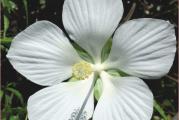 Životni vek: višegodišnja
Opis: Oblikom cveta neodoljivo podseća na crveni sobni hibiskus samo je znatno veći. Prezimljava na otvorenom. U jesen gubi nadzemni deo, u kasno proleće kreće iz korena novim rastom i tada se seku stare prošlogodišnje stabljike. Cveta od jula do kasne jeseni krupnim cvetovima preko 25 cm.
Stanište: sunčano
Visina: 90-150 cm
Vreme cvetanja: od jula do avgusta/septembra