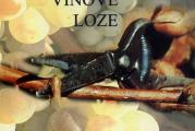 Rezidba vinove loze - Dragoljub Žunić; Saša Matijašević 

Format: 20 
Izdavac: Poljoprivredni list 
Broj strana: 211 
ISBN: 86-85121-01-9 
Godina izdanja: 2004 

Rezidbi se iz svih ovih i niza drugih razloga mora pokloniti dužna pažnja, u nju se mora uložiti znanje i iskustvo. A samo znalački provedena rezidba može dati očekivane rezultate. Otuda i ideja da se ovoj značajnoj meri posveti knjiga koja je po koncepciji namenjena inžinjerima agronomije voćarsko vinogradarskog smera, studentima i učenicima Poljoprivrednih fakulteta i škola kao i vinogradarima amaterima.
