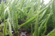 Pitaya (lat. Hylocereus undatus) ili Dragon fruit - zmajsko voće je biljka iz porodice kaktusa. Poreklom je iz Srednje Amerike, odakle je prenesena u ostale krajeve sveta. Danas se aktivno uzgaja i u zemljama Istočne i Jugoistočne Azije kao što su Kambodža, Tajland, Tajvan, Malezija, Vijetnam, Šri Lanka, Filipini, Indonezija i Bangladeš.
Tokom cvetanja, biljka proizvodi slatkast miris. Biljka u proseku ima 4 do 6 plodnih ciklusa u godini. Plod može biti ovalnog, eliptičnog ili kruškolikog oblika. Upadljivog je izgleda i ružičaste boje spolja, dok je meso obično bele ili crvene boje sa crnim semenkama. Voćka teži od 150 do 600 grama, a ponekad može doseći i do jednog kilograma.
Biljka može izdržati temperature do 40 °C, kao i veoma kratke periode smrzavanja, ali neće preživeti dugotrajno izlaganje temperaturama mržnjenja. Hylocereus se prilagodio na život u suvoj tropskoj klimi sa umerenom količinom padavina. Zmajsko voće rađa na kaktusolikim stablima 30-50 dana nakon cvetanja, a može imati i 5-6 ciklusa berbe godišnje.