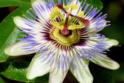 PASSIFLORA CAERULEA ( Hristov venac, gospodinova kruna ) je biljka penjačica, ujedno je i jedina vrsta Pasiflore koja se uzgaja u stanu, kao saksijsko cveće. Postoji mnogo vrsta Pasiflore i sve poticu iz Južne Amerike i pripadaju porodici ceae.

Cvetovi Pasiflore caerule su plavkasto-ljubičaste boje, a ponekad se vide ružičaste ili crvene vrste. Pasifloru je najbolje uzgajati u saksiji jer joj to ograničava rast korenovog sistema i podstiče obilnije cvetanje. Cvetovi su kratkog veka i traju oko 24 časa. Može narasti i do 3m u visinu i 2m u širinu. Cveta u toku celog leta, a odrasle biljke daju i sitne žute plodove. Plod Pasiflore je čuvena voćka Maracuja. Marakuja je bogat izvor minerala, vitamina i vlakana antioksidanata.

Pasiflore voli puno svetla i temperature zimi oko 10 stepeni, a leti oko 20-25 stepeni. Leti se češce zaliva, a zimi na svakih desetak dana. Odgovara joj prskanje mlakom vodom, radi osvežavanja. Treba je držati na svetlom mestu, ali ne na direktnom suncu. Prihranjuje se umerenom prihranom. Ako je u kući, potrebno je dobro provetravati prostorije. Razmnožava se semenom ili reznicama 