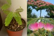 Albizia julibrissin (svileni bagrem) je najrasprostaranjenija biljka od pojasa Persije do Japana. Albizia je listopadno ukrasno drvo koje brzo raste i dostiže visinu od 6-10m. Krošnju formira u obliku kišobrana. Cveta od juna do septembra u više talasa. Idealna je za bonsai! 