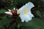 COSTUS SPECIOSUS ( krep đumbir, malajski đumbir, spiralni đumbir ) je jedna od najatraktivnijih i najpoznatijih gajenih vrsta roda Cheilocostus. Poreklom je Malezije, Indonezije, kao i iz drugih zemalja Jugoistočne Azije.
Biljka ima jednostavno izduženo-kopljaste listove dužine 15-20cm, koji su raspoređeni pravilno po spiralnoj stabljici dajući joj tako privlačan izgled. Postoji šarolika raznolikost u boji lista i to od jarko zelene do kremasto bele boje. Cvetovi izgledaju kao da su od krep papira veličine do 10cm u precniku. Svaka od matičnih biljaka proizvodi crveno-braon šišarkicu iz koje istovremeno izlazi po 3-4 cveta, posle kojih se formiraju kapsule oko 1.5cm u prečniku i sadrže crne semenke i belo meso koje ptice favorizuju u svojoj ishrani.
Detaljno uputstvo o sadnji i uzgoju dobijate uz semenke