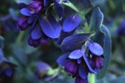 Cerinthe major `Purpurascens` (Honeywort) je rod iz grupe Cerinthe, poreklom iz mediteranskog regiona.Ona je veoma raznovrsna, aristokratska biljka koja je postala veoma popularna u poslednjih nekoliko godina. Cerinthe major ima ovalne, mesnate plavo zelene listove, sa ljubičastim cvetovima u obliku zvona. Raste do visine od 45 do 60cm.
Detaljno uputstvo o uzgoju dobijate uz semenke! 