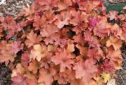 Heuchera Caramel je lisno-dekorativna perena. Listovi su intenzivne boje tokom cele godine, ali zimi dobijaju zagasitu boju. Sadi se na senovita ili polisenovita mesta.