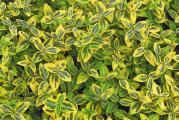 Euonymus fortunei ’Emerald Gold’ je zimzeleni grm visine oko 50cm i širine 60cm. Listovi su zelenožuti sa žutim obodom. Dobro podnosi i sunce i hlad, ali je na suncu obojenost lista izraženija. Podnosi sve vrste zemljišta. Može da se sadi kao puzavica.