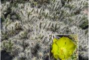 Zimootporna opuntia sa prelepim belim trnjem raste u širinu.Kupujete jedan pelcer