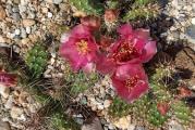 Zimootporna opuntia