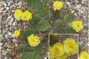Zimootporna opuntia prelepog oblika sa dugim belim bodljama sa cvetom prelepe boje