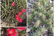 Prelepa opuntia