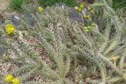 Zimootporna cylindropuntia sa belim bodljama