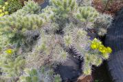 zimotporna cylindropuntia