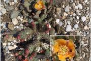 Zimootporna opuntia prelepog oblika koja nema puno bodlji,kupujete jednu reznicu