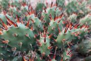 zimootporna opuntia