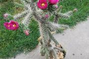 Prelepa Cylindropuntia sa lepim bodljama