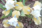 Patuljasta perunika zuto - plava

Perunika je visegodisnja rizomasta biljka iz porodice Irisa. Godinama je jedna od najcescih bastenskih biljaka, bas zbog svojih cvetova koji su raznovrsnih boja i zanimljivih oblika.  
Popularna je i  zbog otpornosti na susu, bolesti i stetocine.
Veoma se lako gaji i odrzava. Rizomi se sade plitko, skoro da vire. Vole suncane do polusuncane polozaje u basti.
Cvetaju od aprila do juna. Visine rasta oko 25 cm.
Pogodne su i za vikendice jer ne traze stalnu paznju i zalvanje. Rizomi se brzo bokore i ne mrznu.

Kupujete jedan rizom.