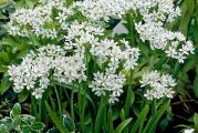  Allium neapolitanum - Orijentalni ukrasni luk.

Lukovice Ukrasnih lukova su veoma otporne, lako se razmnozavaju i odrzavaju. Mogu se saditi na suncanim polozajima.

Lukovi ne vole da , , plivaju `` u vodi, narocito u periodu mirovanja, zato je pozeljno posaditi ih na dobro drenirano mesto.

Ova vrsta luka je veoma retka i imaju je samo pravi ljubitelji lukovicastih biljaka. Visine rasta oko 30 - 40 cm.
Cvetovi su prelepi, bele boje. Koristi se za dekoraciju. Brzo se razmnozava. Sa cvetovima ove vrste, postize se odlican efekat u svetnim aranzmanima.

Kupujete 5 lukovice.
