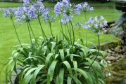 Africki ljiljan - Agapanthus

Agapanthus je visegodisnja i zimootporna biljka.

U prolece se pojavljuju sabljasti listovi, a u junu se formira cvetna drska visine do 80 cm. Cvet je plave boje, loptastog oblika. Jako dugo traje i moze se koristiti kao rezani cvet. Razmnozava se deljenjem rizoma.

Odlicno podnose sunce, ali mogu uspevati i u polusenci.
 Kupujete 1 sadnicu

U ponudi imamo dve vrste Agapanthusa, Charlotte i Africanus. Africanus se odlikuje vecim i sitim listovima i malo svetlijim cvetom, dok je Charlotte tamniji i manji.