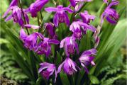 Bletilla striata - je visegodišnja vrsta orhideje koja potiče iz Japana i Kine. 
Moze se gajiti kao saksijka biljka ili kao bastenska. Sadi se u proleće, od aprila kreće sa vegetacijom ( lista i bokori se), početkom leta cveta, a u oktobru odbacuje listove i odlazi u zimski san. 
Ima veoma egzotične cvetove, na svakoj cvetnoj dršci nalazi se 5-8 cvetova. Visina biljke je 30- 60 cm. 
Idealno vreme za sadnju je prolece, sade se na dubini od 10 cm. Cvetovi su pogodni kao rezan cvet. 
Ova vrsta orhideja voli suncana ili polusuncana mesta u basti. Biljka izuzetno podnosi niske temperature. Ako je temperatura preko zime u vasim krajevima do - 20 stepeni, biljku ne treba stititi od smrzavanja, ako je niza od - 20, biljku zastititi suvim liscem ili grancicama cetinara. 
Voli cesce zalivanje. 
Kupujete jedan rizom.









