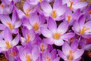 Jesenji plavi krokus - Crocus zonatus

Cveta od septembra do oktobra *** ne mrzne *** novo u ponudi!!! 

Crocus zonatis je lukovicasta, zimootporna biljka. Za ovu vrstu je karakteristicno da prvo cveta, a zatim olista. Uspeva na svakom tipu zemljista. Lepo izgleda posadjena ispod nekog listopadnog zbuna. Brzo se siri. Nije zahtevna za gajenje.
Kupujete sadnice sa poslednje slike.

Kupujete 3 lukovice