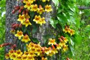 Bignonia je prelepa visegodisnja penjacica koja neumorno cveta celo leto. Ima veoma neobicne trubaste cvetove. Moze da dostigne visinu do 5 m. 
Kupujete sadnicu visine 60-70cm